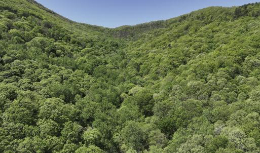 Photo #3 of 8106 Rich Patch Rd, Covington, VA 40.9 acres