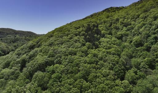 Photo #6 of 8106 Rich Patch Rd, Covington, VA 40.9 acres