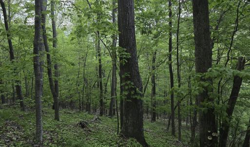 Photo #39 of 8106 Rich Patch Rd, Covington, VA 40.9 acres