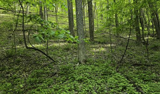 Photo #41 of 8106 Rich Patch Rd, Covington, VA 40.9 acres