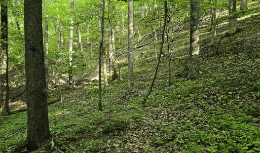Photo #42 of 8106 Rich Patch Rd, Covington, VA 40.9 acres