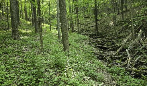 Photo #43 of 8106 Rich Patch Rd, Covington, VA 40.9 acres