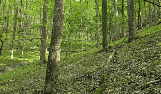 Photo #44 of 8106 Rich Patch Rd, Covington, VA 40.9 acres