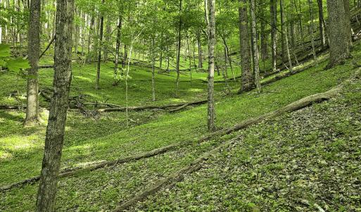 Photo #45 of 8106 Rich Patch Rd, Covington, VA 40.9 acres