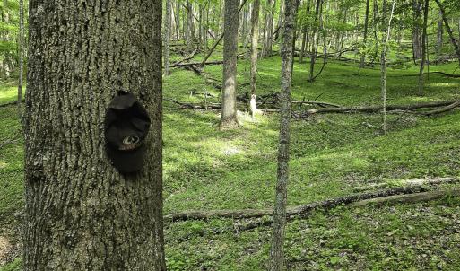 Photo #46 of 8106 Rich Patch Rd, Covington, VA 40.9 acres