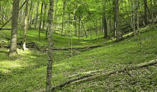 Photo #47 of 8106 Rich Patch Rd, Covington, VA 40.9 acres