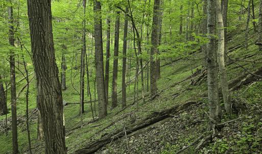 Photo #49 of 8106 Rich Patch Rd, Covington, VA 40.9 acres