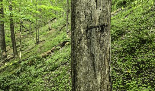 Photo #50 of 8106 Rich Patch Rd, Covington, VA 40.9 acres