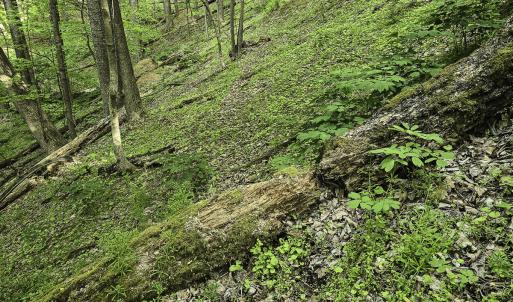 Photo #51 of 8106 Rich Patch Rd, Covington, VA 40.9 acres