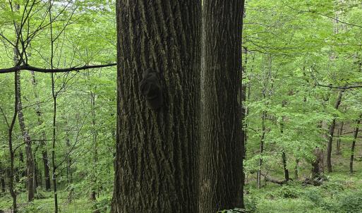Photo #52 of 8106 Rich Patch Rd, Covington, VA 40.9 acres