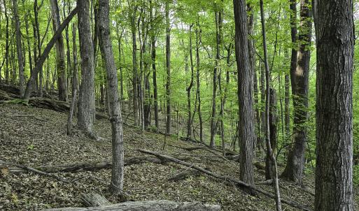 Photo #53 of 8106 Rich Patch Rd, Covington, VA 40.9 acres