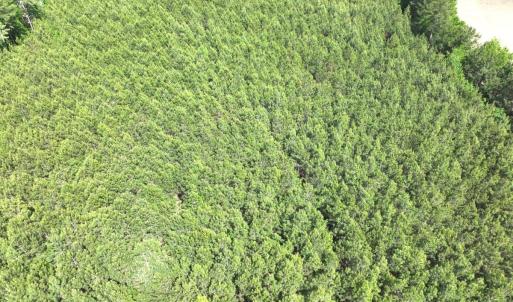 Photo #14 of Off Eds Grocery Road, Williamston, NC 17.2 acres