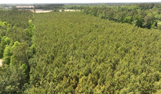 Photo #5 of Off Eds Grocery Road, Williamston, NC 17.2 acres