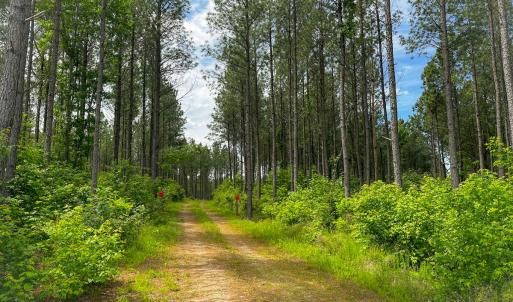 Photo #15 of Off Western Mill Rd, Lawrenceville, VA 207.9 acres