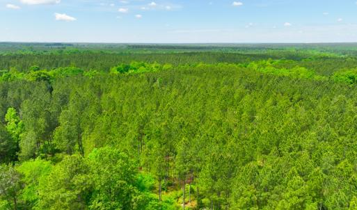 Photo #19 of Off Western Mill Rd, Lawrenceville, VA 207.9 acres