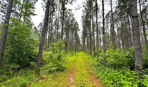 Photo #21 of Off Western Mill Rd, Lawrenceville, VA 207.9 acres