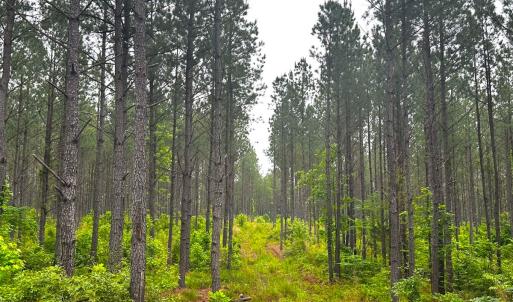Photo #22 of Off Western Mill Rd, Lawrenceville, VA 207.9 acres