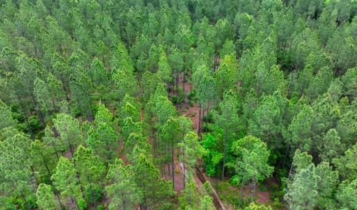 Photo #23 of Off Western Mill Rd, Lawrenceville, VA 207.9 acres