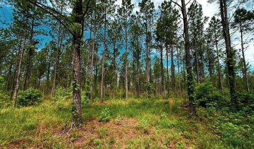 Photo #25 of Off Western Mill Rd, Lawrenceville, VA 207.9 acres