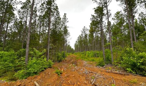 Photo #28 of Off Western Mill Rd, Lawrenceville, VA 207.9 acres