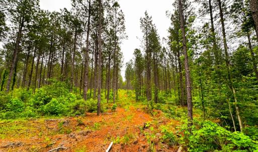 Photo #29 of Off Western Mill Rd, Lawrenceville, VA 207.9 acres