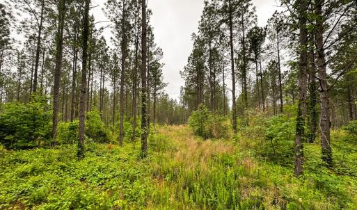 Photo #31 of Off Western Mill Rd, Lawrenceville, VA 207.9 acres