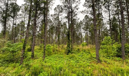 Photo #32 of Off Western Mill Rd, Lawrenceville, VA 207.9 acres