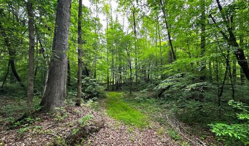 Photo #33 of Off Western Mill Rd, Lawrenceville, VA 207.9 acres