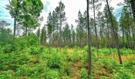 Photo #38 of Off Western Mill Rd, Lawrenceville, VA 207.9 acres