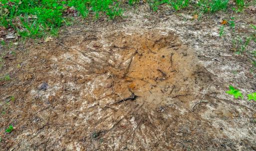 Photo #40 of Off Western Mill Rd, Lawrenceville, VA 207.9 acres