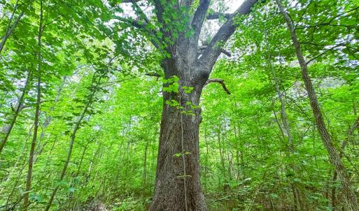 Photo #42 of Off Western Mill Rd, Lawrenceville, VA 207.9 acres