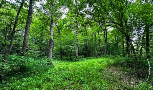 Photo #46 of Off Western Mill Rd, Lawrenceville, VA 207.9 acres