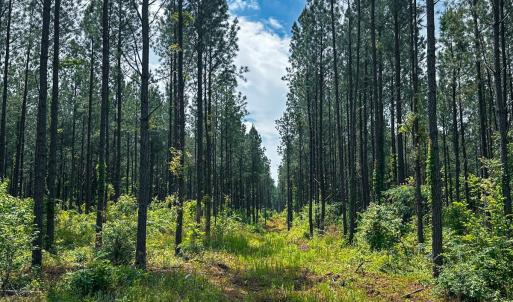 Photo #47 of Off Western Mill Rd, Lawrenceville, VA 207.9 acres