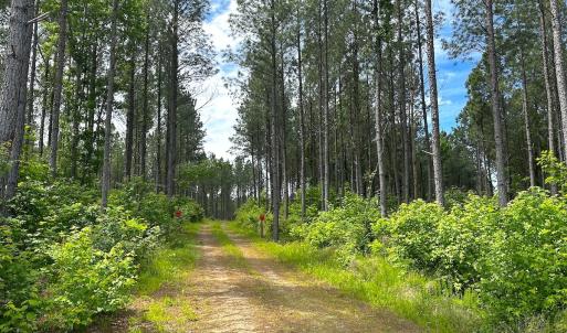 Photo #50 of Off Western Mill Rd, Lawrenceville, VA 207.9 acres