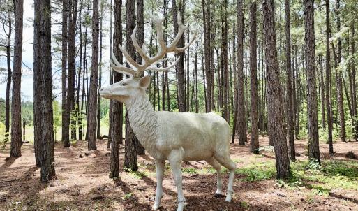 Photo #33 of 768 Bethesda Church Road, Farimont, NC 130.0 acres