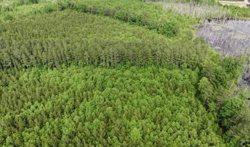 Photo #3 of 7175 Beef Steak Rd, Waverly, VA 76.7 acres