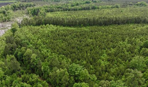 Photo #8 of 7175 Beef Steak Rd, Waverly, VA 76.7 acres