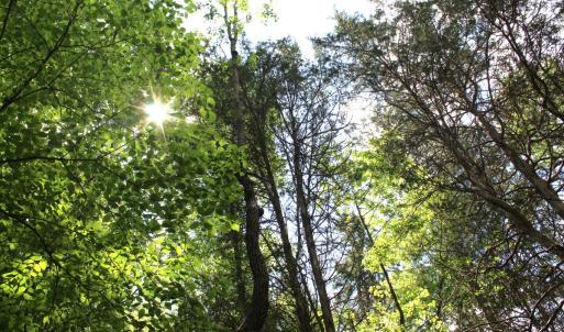 Photo #25 of Off Longs Mill Road - Lot 2, Blanch, NC 10.2 acres