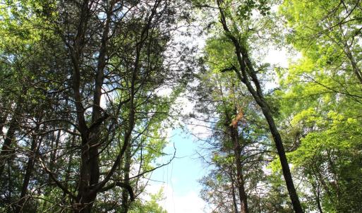 Photo #16 of Off Bill Compton Road and Longs Mill Road - Lot 3, Blanch, NC 10.2 acres