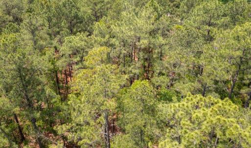 Photo #10 of Off Fox Lane, Wagram, NC 0.8 acres
