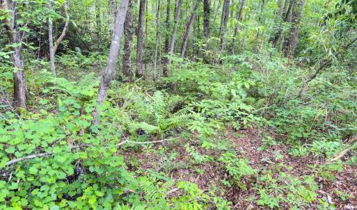 Photo #18 of Off Fox Lane, Wagram, NC 0.8 acres