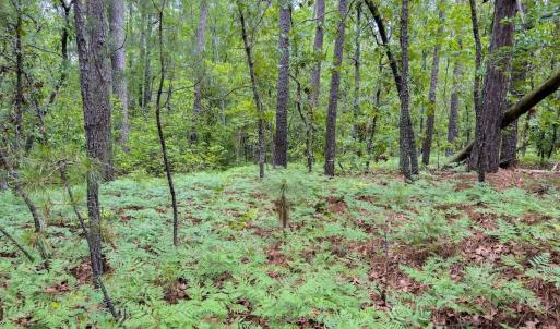 Photo #7 of Off Fox Lane, Wagram, NC 0.8 acres