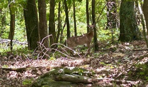 Photo #57 of Off Jeters Chapel Rd, Vinton, VA 150.8 acres
