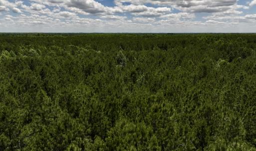 Photo #11 of Off Woodridge Road, Enfield, NC 27.9 acres