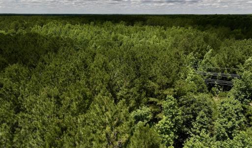Photo #12 of Off Woodridge Road, Enfield, NC 27.9 acres