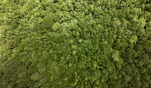 Photo #14 of Off Woodridge Road, Enfield, NC 27.9 acres