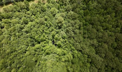 Photo #15 of Off Woodridge Road, Enfield, NC 27.9 acres