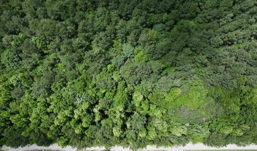 Photo #16 of Off Woodridge Road, Enfield, NC 27.9 acres