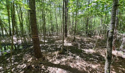 Photo #17 of Off Woodridge Road, Enfield, NC 27.9 acres