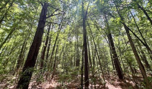 Photo #21 of Off Woodridge Road, Enfield, NC 27.9 acres